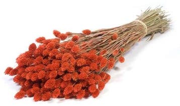 Phalaris Burnt Orange droogbloemen, Ophalen of Verzenden, Nieuw