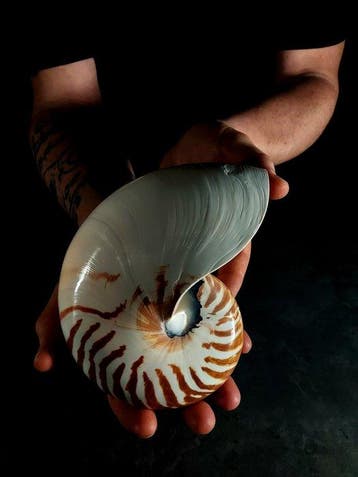 Suggestief nautilus op basis van cromotherapie Taxidermie, Nieuw