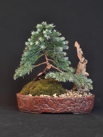 Jeneverbes bonsai (Juniperus) - Hoogte (boom): 12 cm -