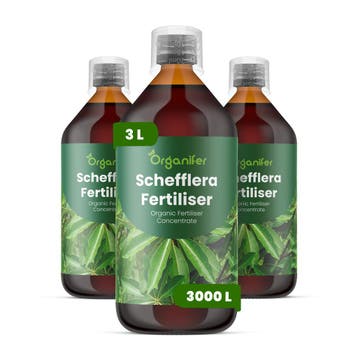 Schefflera Vloeibare meststof - Set 3x1 liter, Verzenden, Mest