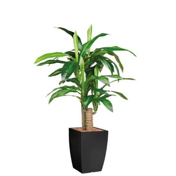 Dracaena Fragans kunstplant, H120cm, Ophalen of Verzenden, Overige soorten, 100 tot 150 cm