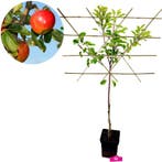 appelboom Malus domestica Elstar + Pot 23cm, Verzenden, Volle zon
