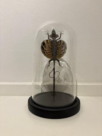 Vliegend draakje in stolp Taxidermie volledige montage -, Nieuw