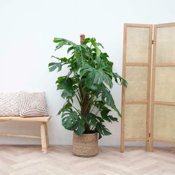 Green Bubble - Monstera Deliciosa XXL - 140cm - Ø27 cm, Ophalen of Verzenden