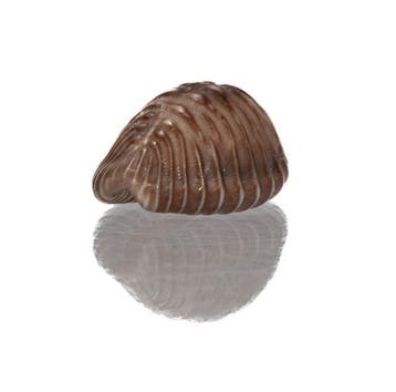 Pusula radians (20mm) - GIGANTISCHE MAAT - PerfectE JUWEEL, Verzamelen, Nieuw