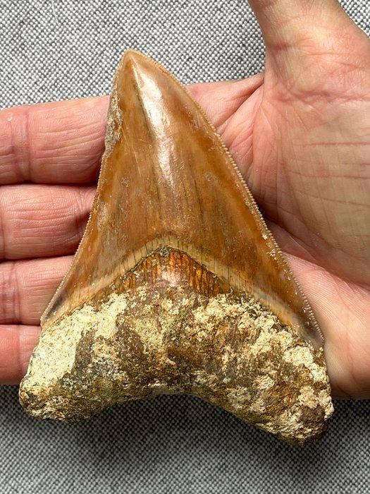 Megalodon-tand 11,2 cm - Fossiele tand - Carcharocles, Verzamelen, Mineralen en Fossielen