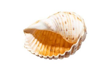 geelmond-tonijn Skelet - Tonna luteostoma - 0 cm - 0 cm -