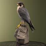 Hybride Valk Taxidermie Opgezette Dieren By Max, Ophalen of Verzenden, Nieuw, Vogel, Opgezet dier