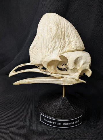 Zuidelijke kasuaris Schedel - (Casuarius casuarius) - Museum, Antiek en Kunst