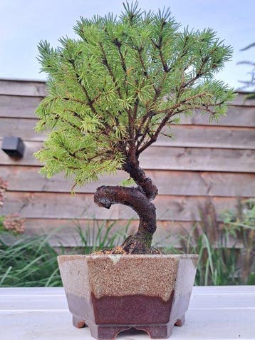 Spar bonsai (Picea) - Hoogte (boom): 24 cm - Diepte (boom):