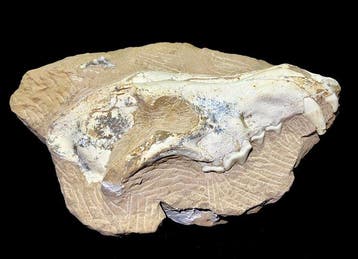 Zoogdier - Fossiele schedel - Canis teilhardi prehistoric