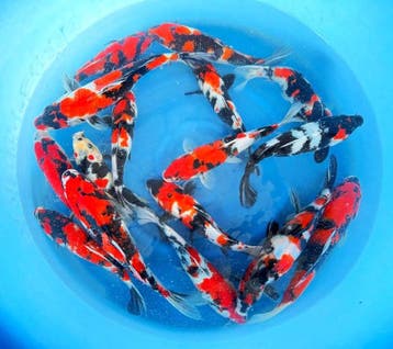 Hirasawa Marusei 27-34cm (Japanse Koi), Karper of Koi