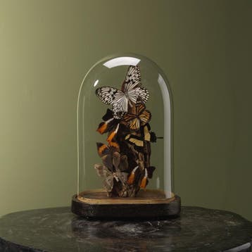 Vlinders in Stolp Taxidermie Opgezette Dieren By Max, Ophalen of Verzenden, Nieuw, Insect, Opgezet dier