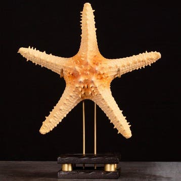 Natuurlijke mariene zeester Pentaceraster op decoratieve