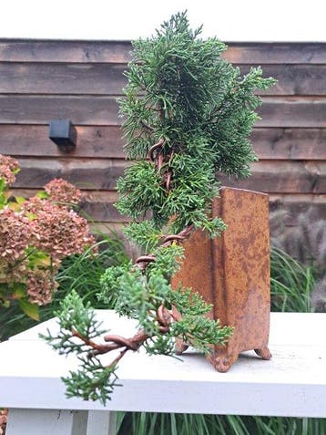 Jeneverbes bonsai (Juniperus) - Hoogte (boom): 14 cm -