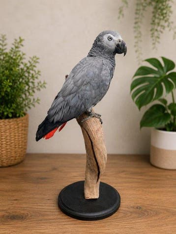Papegaai Taxidermie volledige montage - Psittacus erithacus, Nieuw