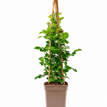 Roos Jasmina container (P17) Sierplanten, Roze, Verzenden, Overige soorten, Struik