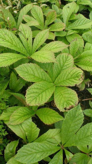 Rodgersia pinnata / R. aesculifolia / Schout bij nacht, Tuin en Terras, Planten | Tuinplanten, Ophalen of Verzenden, Zomer, Vaste plant