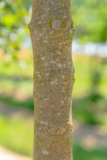 Acer monspessulanum meerstammig 200-250, Tuin en Terras