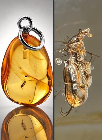 Eoceen Baltische Amber Hanger – Indrukwekkende keverinclusie