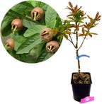 Mespilus Germanica Westerveld + pot 23cm, Verzenden, Volle zon