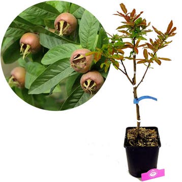 Mespilus Germanica Westerveld + pot 23cm, Verzenden, Volle zon