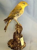 Majoor Canapino Taxidermie volledige montage - Hippolais, Nieuw