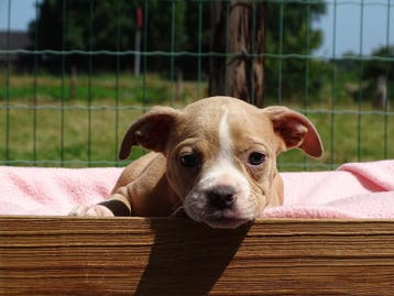 Old English Bulldog-pups! Beschikbaar, Parvo, Nederland, 8 tot 15 weken, Bulldog
