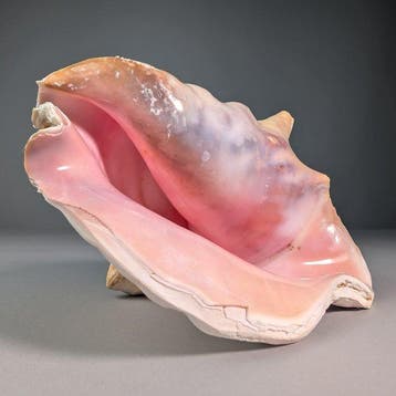 Koninginconch – schelp van zeeslak Zeeschelp - Lobatus gigas, Nieuw