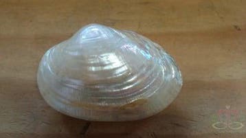 Baby Clam mosselschelpen Parelmoer 6 stuks, Ophalen of Verzenden, Nieuw