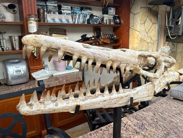 Mosasaurus - Fossiele schedel - Halisaurus sp - 52 cm - 60, Verzamelen