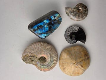 Gefossiliseerd dier - Mixed Collection – Labradorite,