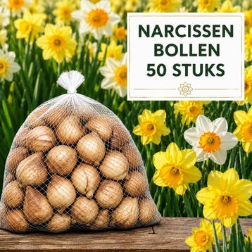 Narcissen Bloembollen 50 Stuks - Extra Grote Bollen 12+, Bloembol