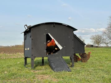 Kunststof Kippenhok - Nestera Large Op Pootjes - Bezorgen, Ophalen of Verzenden, Nieuw