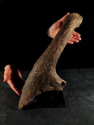 Podium van een fossiel hert - Fossiel fragment - megaloceros, Nieuw