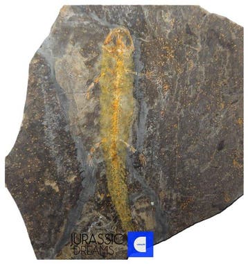 Museumwaardige zeldzame Jeholotriton paradoxus - primitieve