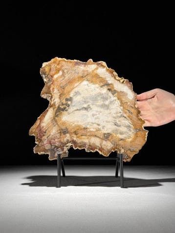 Prachtige Slice RED van versteend hout op een op maat