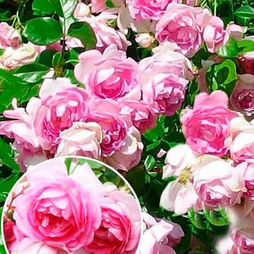 Roos Jasmina container (P17) Sierplanten, Roze, Verzenden, Overige soorten, Struik