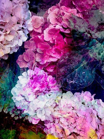 Viet Ha Tran - Hortensia I