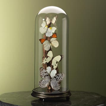 Vlinders in Antieke Stolp Taxidermie Opgezette Dieren By Max, Ophalen of Verzenden, Nieuw, Insect, Opgezet dier