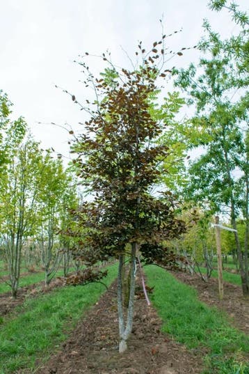 Fagus sylvatica Atropunicea meerstammig 200-250