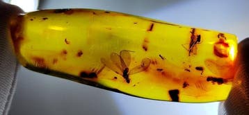 FOSSlL-AMAZING!! Dominicaans amber- 18.18 g