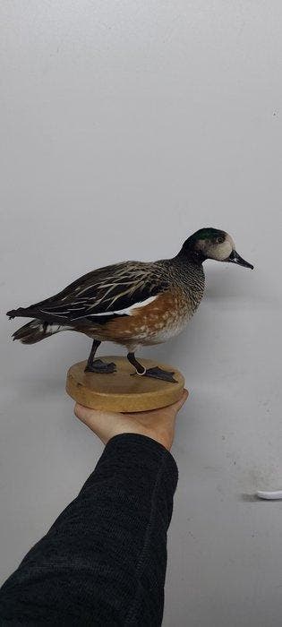 Eend Taxidermie volledige montage - Chiloe widgeon - 30 cm -, Nieuw