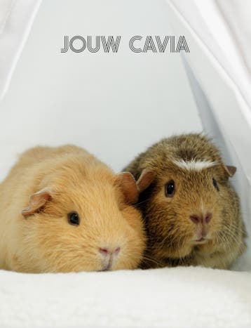 Jouw Cavia - Jeroen van Dongen 9789083239446, Verzenden, Zo goed als nieuw, Jeroen van Dongen