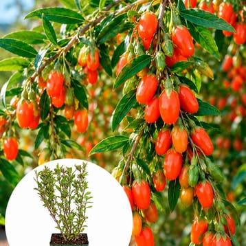 Goji Bessen ‘Princess Tao’ container (P13) Purper, Paars, Verzenden