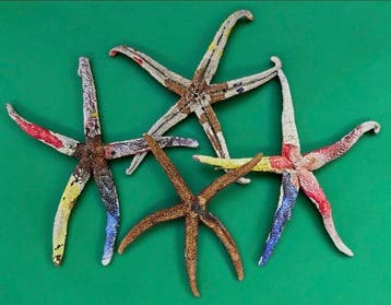 Zeester Taxidermie volledige montage - étoiles de mer
