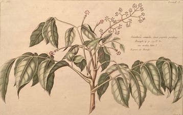 Pierre Joseph Buchoz (1731-1807) - Scutellaria secunda - da