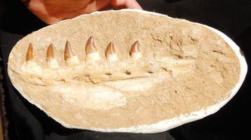 Mosasaurus - Gefossiliseerd dier - 31 cm - 16 cm