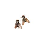 Grappige Strontvlieg Oorbellen - Oorbel Dames Heren - Insect, Verzenden, Nieuw