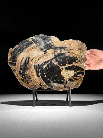 Prachtige schijf versteend hout op een op maat gemaakte
